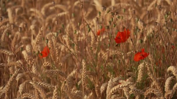 Field of ripe wheat with poppy flowers — Stock Video