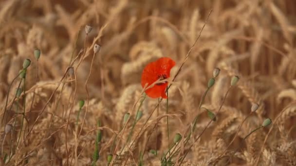 Спелая пшеница с маковыми цветами раскачивается на ветру — стоковое видео