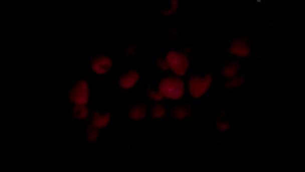 Raspberries with water bouncing on black background — Stock Video