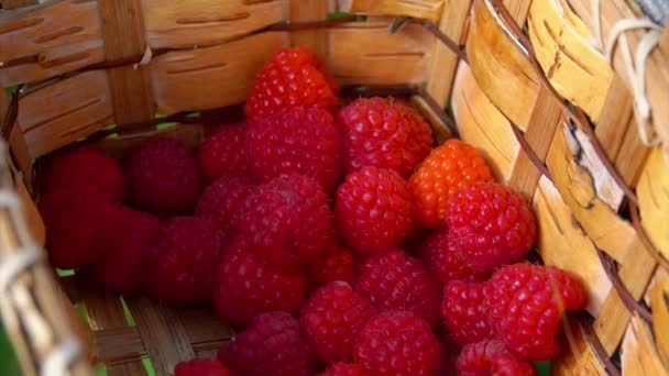 Femme main met framboises juteuses dans un panier — Video