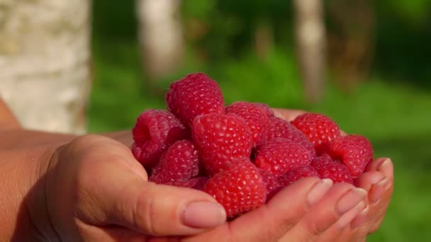 Palmen vol rijpe sappige frambozen op zonnige dag — Stockvideo