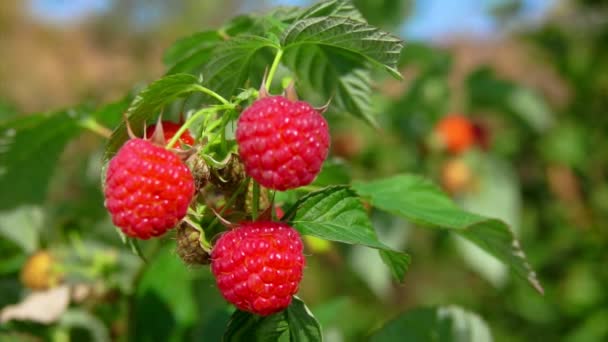 枝与美味的成熟红树莓 — 图库视频影像