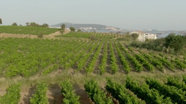 Aerial shot of a vineyard on lake with oyster farm — Stock Video