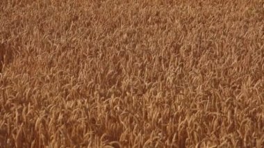 Olgun sarı buğdaylı tarla rüzgarda sallanıyor