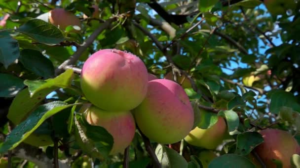 Lluvia goteando sobre manzanas maduras en una rama de árbol — Vídeos de Stock