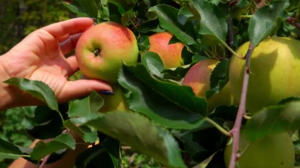 Mano recoge una manzana grande madura de una rama de árbol — Vídeos de Stock