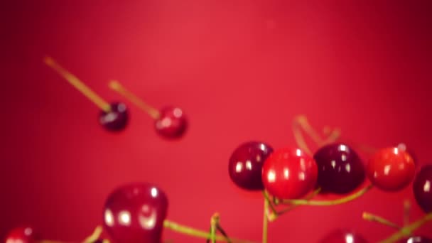 Cherry voando e caindo no fundo vermelho — Vídeo de Stock