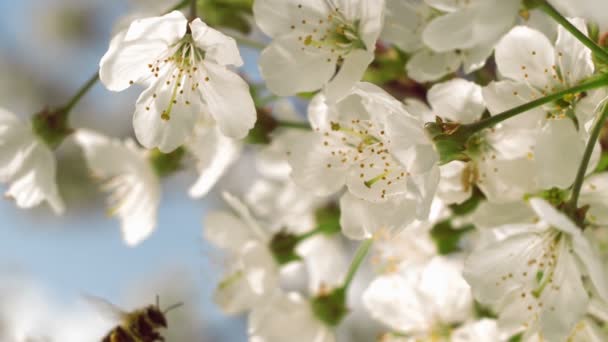 Abeja recolectando polen de flores de cerezo en flor — Vídeos de Stock