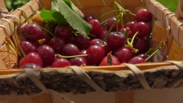 Ripe cherries falls in birch basket — ストック動画