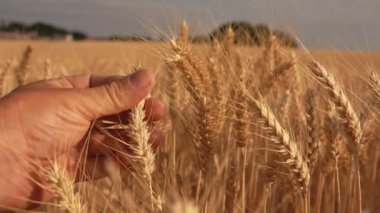 El, arka planda buğday kulaklarına dokunur.