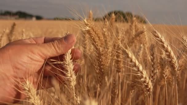 La mano toca las espigas del trigo sobre el fondo del cielo — Vídeos de Stock