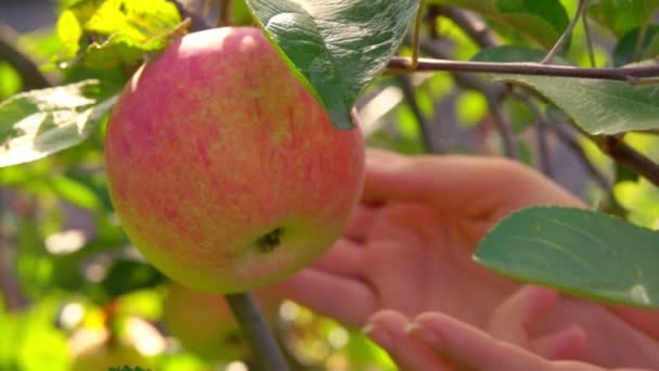 손으로 나뭇가지에서 익은 붉은 사과를 주워 — 비디오