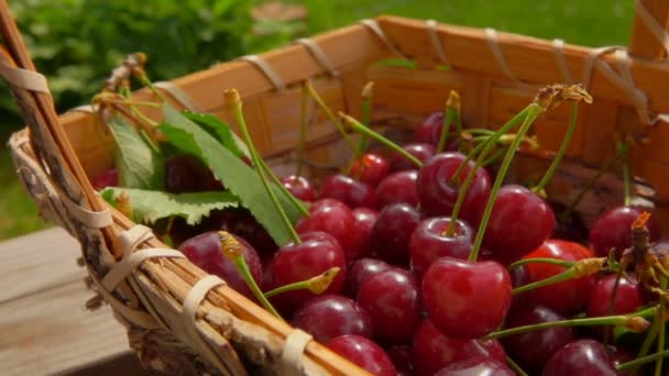 Female hand is puts ripe cherries birch basket — ストック動画