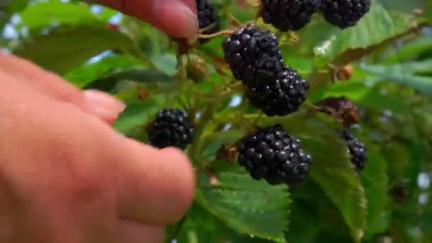 阳光明媚的一天，黑莓在花园里收获 — 图库视频影像