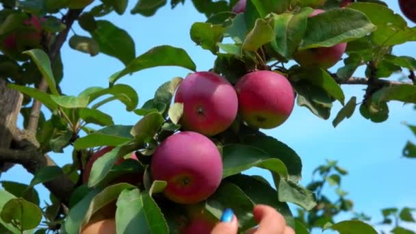 Hand cueille une pomme juteuse dans une branche d'arbre — Video