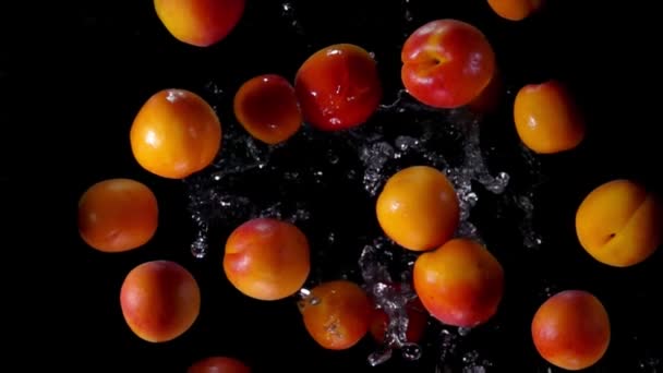 Apricot fly with water splashes on black background — Stock Video