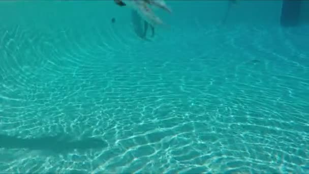 Rapaz feliz mergulha debaixo de água na piscina — Vídeo de Stock