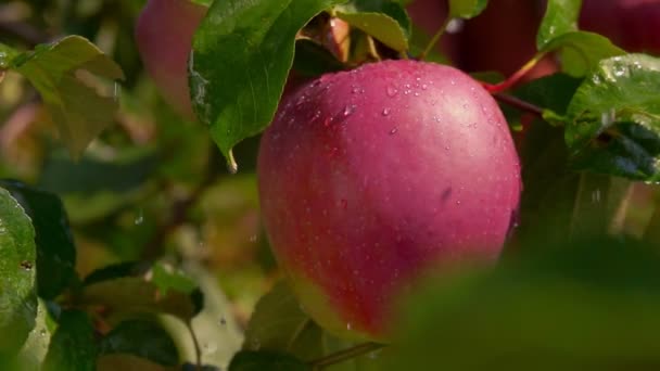 Regndroppar faller på moget äpple på trädgren — Stockvideo