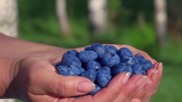 Large beautiful blueberries in palms — Stock Video