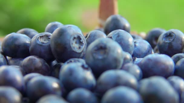Närbild av korg full av vackra blåbär — Stockvideo