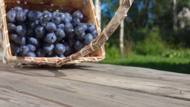 Blaubeeren fallen auf Tisch und rollen auf Kamera zu — Stockvideo