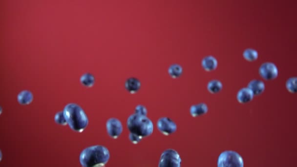 Big blueberry flying up on a red background — Stok video