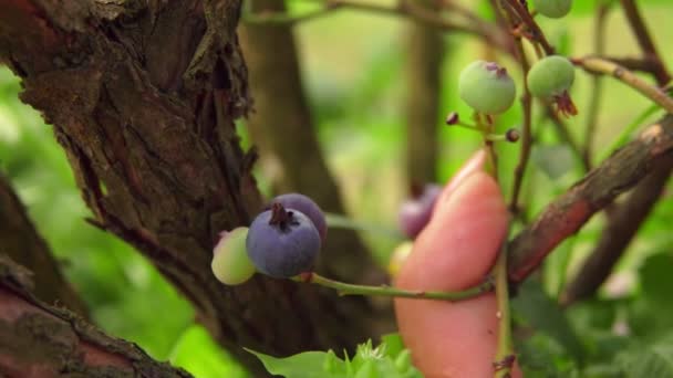 Frau pflückt Beeren reife Blaubeeren — Stockvideo