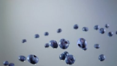 Yaban mersini zıplıyor ve gri arka planda uçuyor