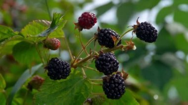 Olgun böğürtlenlere damlayan su damlaları 