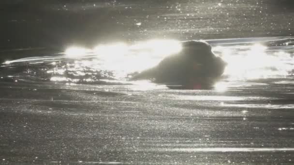 Англійська кокер спанієль купання в ставку — стокове відео