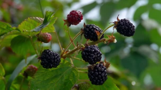 Drops of water dripping on ripe blackberry berries — Stock Video