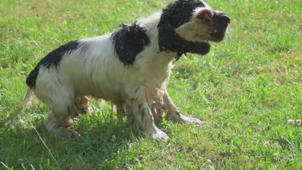 Cocker spaniel molhado sacode após a natação — Vídeo de Stock