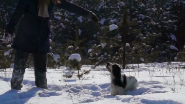 İngiliz cocker spaniel karda zıplıyor