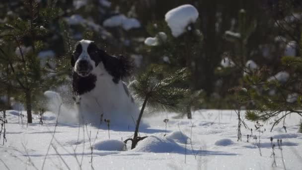 Negro-blanco cocker spaniel está corriendo en la nieve — Vídeo de stock