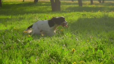 İngiliz cocker spaniel parkta koşuyor