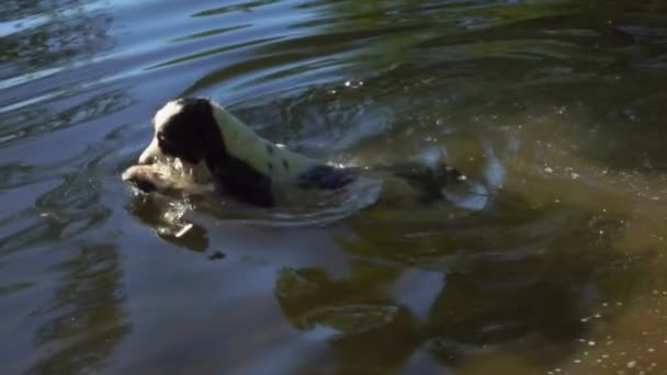 Engelse cocker spaniel zwemt in open vijver — Stockvideo