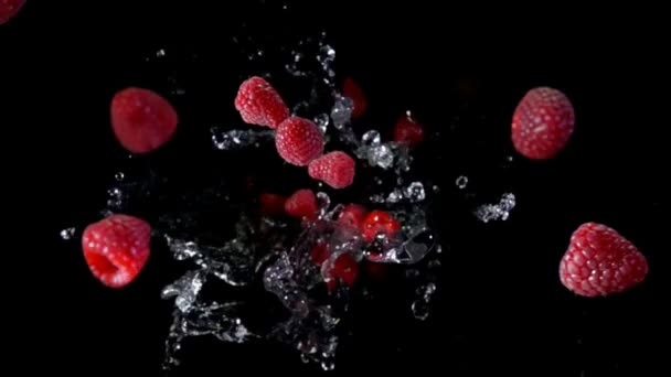 Raspberries with water bouncing on black background — Stock Video