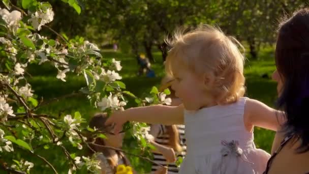 Little girl is playing with apple tree branches — Stok video