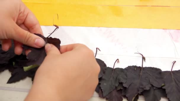 Ruce tvoří složení tmavě fialových listů — Stock video