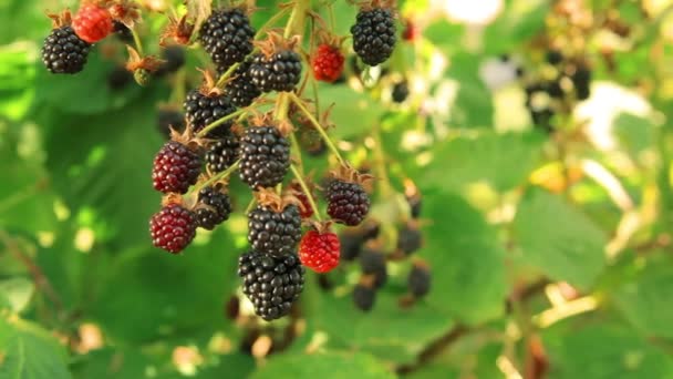 Blackberry in de tuin op een zomerse zonnige dag — Stockvideo