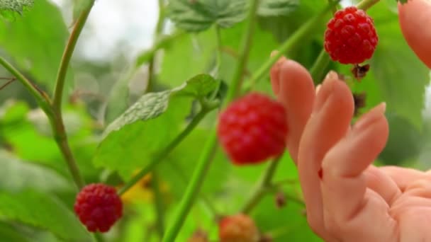 La mano femenina tomar unas frambuesas rojas de los arbustos — Vídeos de Stock