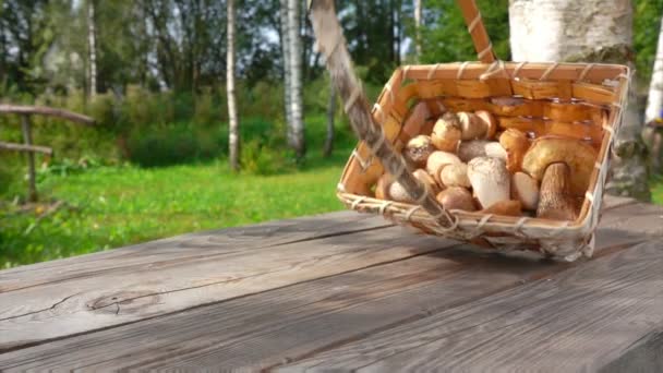 Frisch gepflückte Steinpilze fallen aus Korb — Stockvideo