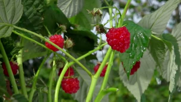 Regentropfen fallen auf rote Himbeeren — Stockvideo