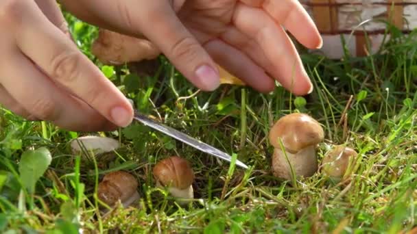 Mão cortar um pequeno cogumelo delicioso com uma faca — Vídeo de Stock