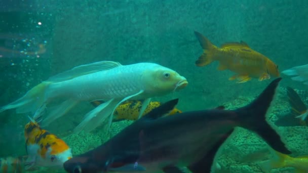 Los peces tropicales nadan en el acuario — Vídeos de Stock