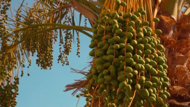 Raw green fruits of the date palm — Stock Video