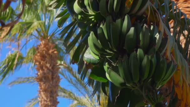 Banana de frutas cruas estão crescendo em uma bananeira — Vídeo de Stock