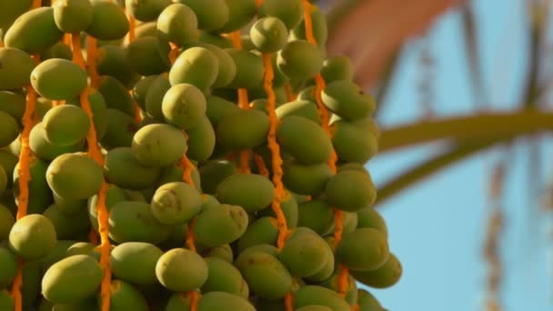 Fechar-se de umas frutas verdes cruas da palma de data — Vídeo de Stock