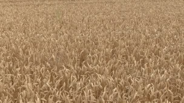 Strzał z powietrza pola dojrzałej pszenicy żółtej — Wideo stockowe