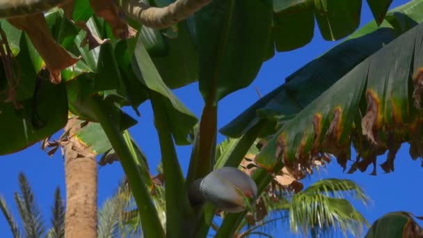 Bananträd mot bakgrund av en blå himmel — Stockvideo